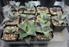 2026年最新】アガベチタノタブルーの人気アイテム - メルカリ