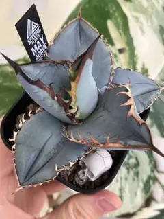 アガベ チタノタ 2023オテロイ実生 青葉 実生選抜 子株 AGAVE - メルカリ