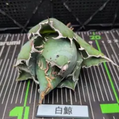 Tokium様 リクエスト 3点 まとめ商品