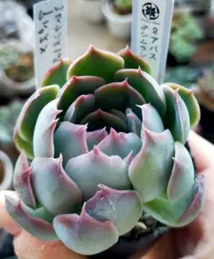 2025年最新】シムランスラグナサンチェスの人気アイテム - メルカリ