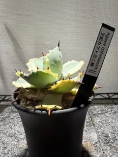 はなはなはなこ様 リクエスト 4点 まとめ商品