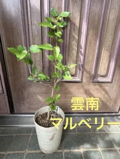 農薬不使用 マルベリー 桑の葉 生葉 80 サイズ箱に1杯‼️ - メルカリ