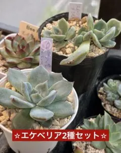 ✡ꫛꫀꪝ✫❖多肉✫ファームパルク苗❖札付き『2種小苗セット』❊札に