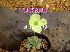 ヒデ様 リクエスト 4点 まとめ商品