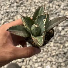 出品9/6まで Z2714【鉢植え発送】アガベ チタノタ 白鯨錦 覆輪斑