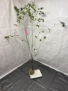 2026年最新】山採り ツリバナの人気アイテム - メルカリ