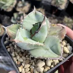 2026年最新】アガベ チタノタブルーの人気アイテム - メルカリ