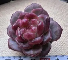 Y*i様 No.e205新入荷　紅熊獅　エケベリア　多肉植物　撮影12月7日