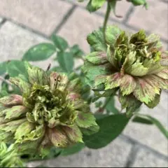 ラナンキュラス発芽幼苗/ポンポン/アラジン/余剰苗 - メルカリ