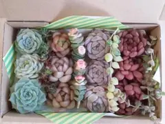プ*m様 97 名前付き カット苗セット　多肉植物　寄せ植えセット