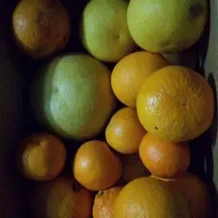 フォロワー様ご専用みかん　　　　　ジュース、ジャム等　柑橘類　80サイズ