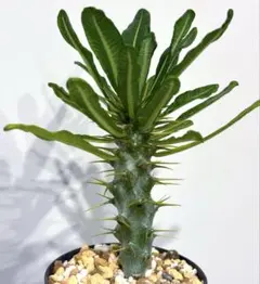 2025年最新】アンボンゲンセの人気アイテム - メルカリ