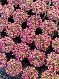 MEGUMI様 リクエスト 2点 まとめ商品