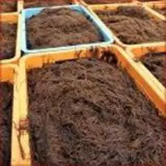 ◆もずく◆　(塩もずく)【即決】 沖縄県産太もずく塩蔵もずく１パック【送料無料】のサムネイル