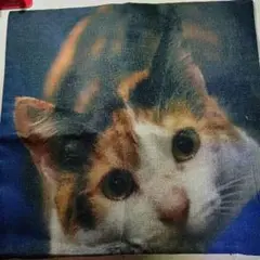クッションカバー 猫 ④