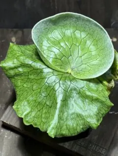 2026年最新】観葉植物 ビカクシダの人気アイテム - メルカリ