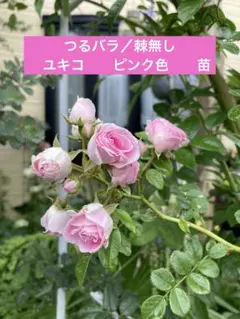 ＊norichan様確認用＊つるバラ苗　ユキコ　ツルバラ苗 楽天市場】ユキコ バラ（苗物｜ガーデニング・農業）：花・ガーデン