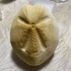 フタツアナスカシカシパン♡ブンブク♡ウニ殻♡標本 フタツアナスカシカシパン♡ブンブク♡ウニ殻♡標本 ヤマアラシ