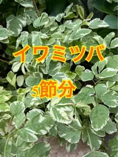 ハレキャン☆様 リクエスト 2点 まとめ商品