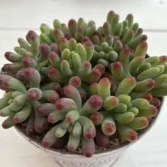 inono様 リクエスト 2点 まとめ商品