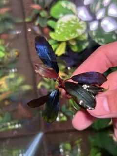 2025年最新】ブセファランドラの人気アイテム - メルカリ