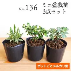 2025年最新】沖縄盆栽の人気アイテム - メルカリ