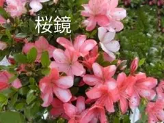 2026年最新】さつき 皐月 盆栽の人気アイテム - メルカリ