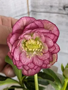 2026年最新】曽田園芸の人気アイテム - メルカリ