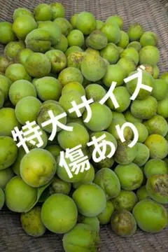 小さめ！そばかすだらけ！宮崎県産 無農薬 福じいちゃんの 青梅 箱込み