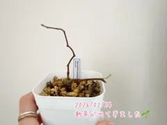 2026年最新】パキプス 鉢の人気アイテム - メルカリ