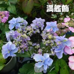 花苗】紫陽花 サラン タグ付き正規品 ポットごと発送 大栄花園 開花中
