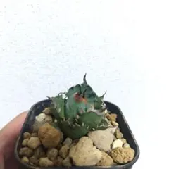 2026年最新】姫厳竜の人気アイテム - メルカリ