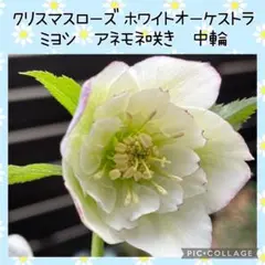 【花苗】クリスマスローズ ホワイトオーケストラ アネモネ咲き 中輪 タグ付き正規 花苗】クリスマスローズ ホワイトオーケストラ アネモネ咲き 中