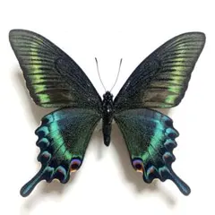 2025年最新】カラスアゲハ 標本の人気アイテム - メルカリ