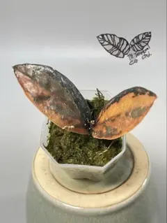 ザミオクルカス ブラック ピンクバリエガータ斑入りZZ plant 24 - メルカリ