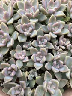 多肉植物　さくら牡丹 カット苗　15カットのサムネイル