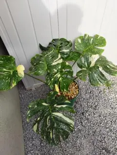 2026年最新】モンステラ クリームブリュレの人気アイテム - メルカリ