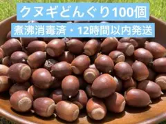 【12時間以内発送】クヌギどんぐり 100個