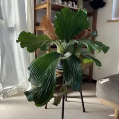 青空春先様 リクエスト 2点 まとめ商品