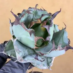 2026年最新】アガベBBの人気アイテム - メルカリ