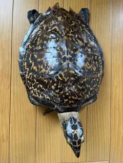 2025年最新】亀剥製の人気アイテム - メルカリ