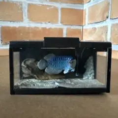 【匿名配送】【レア】ユージン　アロワナ たのしい、飼育当番。その2 フィギュア