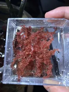 TKC Tangerine+UHMWPE stem 100pc - メルカリ