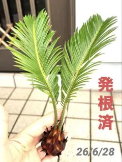 ソテツ 蘇轍 新芽 子株 苗 観葉植物 - メルカリ