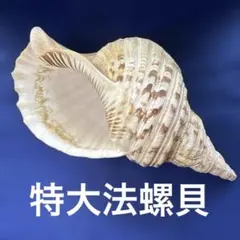 2025年最新】法螺貝の人気アイテム - メルカリ