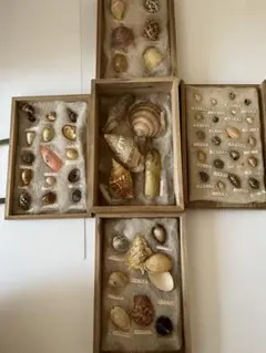 貝の標本 2025年最新】Yahoo!オークション -貝 標本 箱(アンティーク