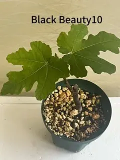 2025年最新】BB10 イチジクの人気アイテム - メルカリ