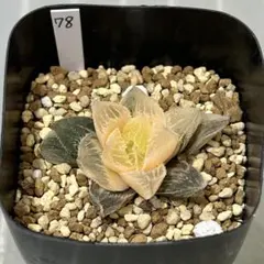 OZ様 リクエスト 10点 まとめ商品