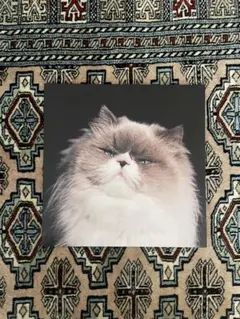 2025年最新】燦々 レコードの人気アイテム - メルカリ