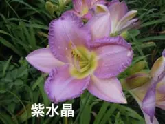 ご依頼品 八重咲きヘメロカリス レモンクリーム 苗 掘り起こし遅延了承済み ご依頼品 八重咲きヘメロカリス レモンクリーム 苗 掘り起こし遅延了承